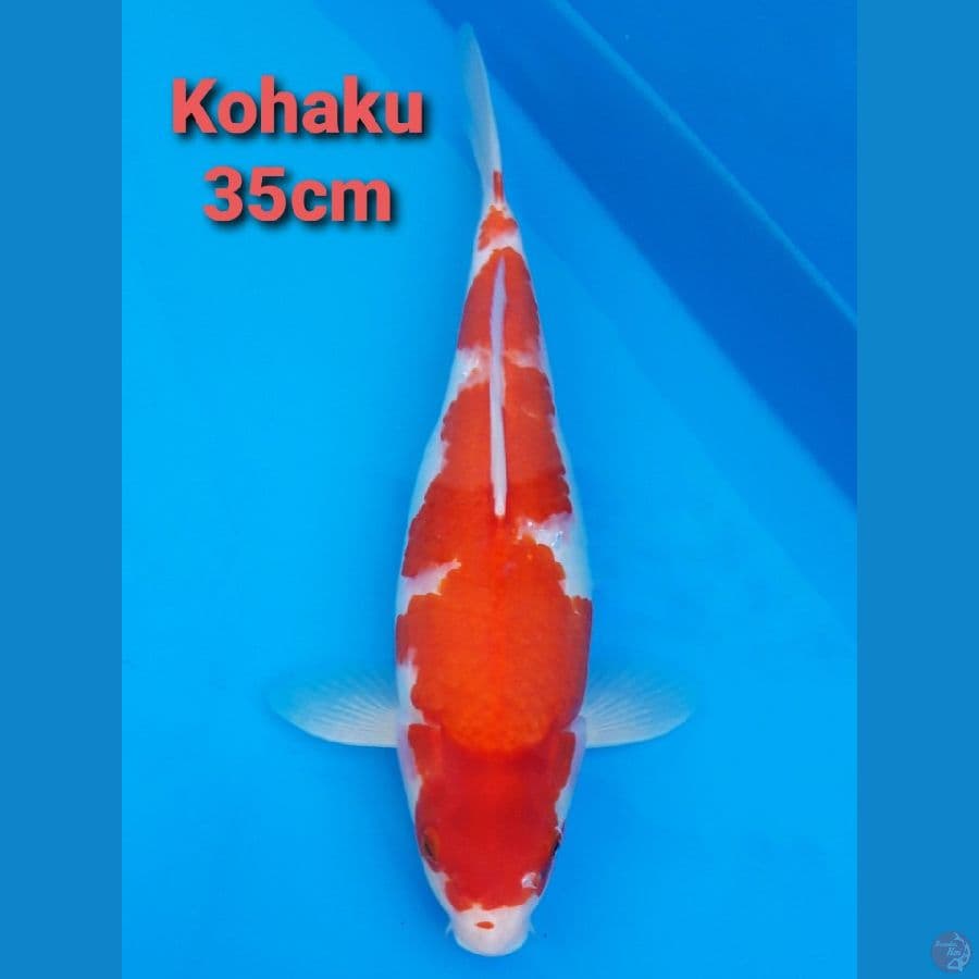 KOHAKU 35CM