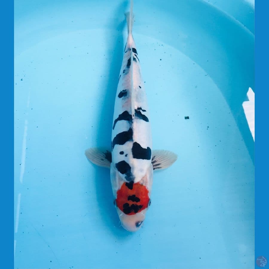 tancho showa doitsu male 33cm