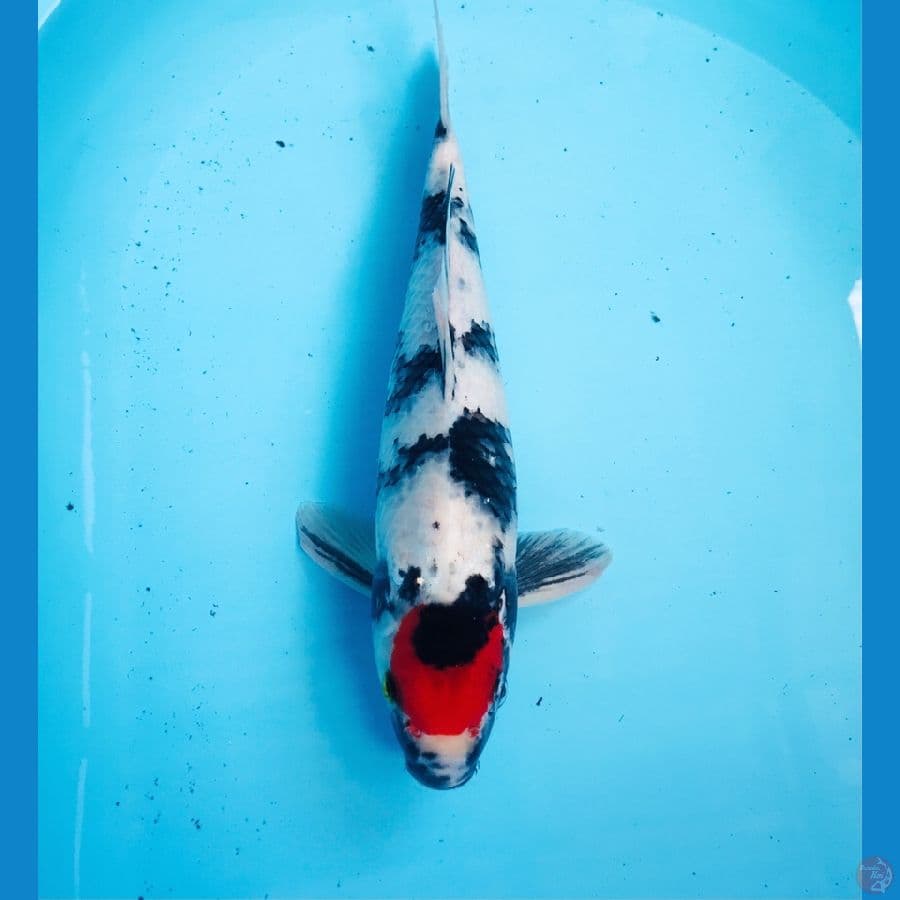 tancho showa male 33cm