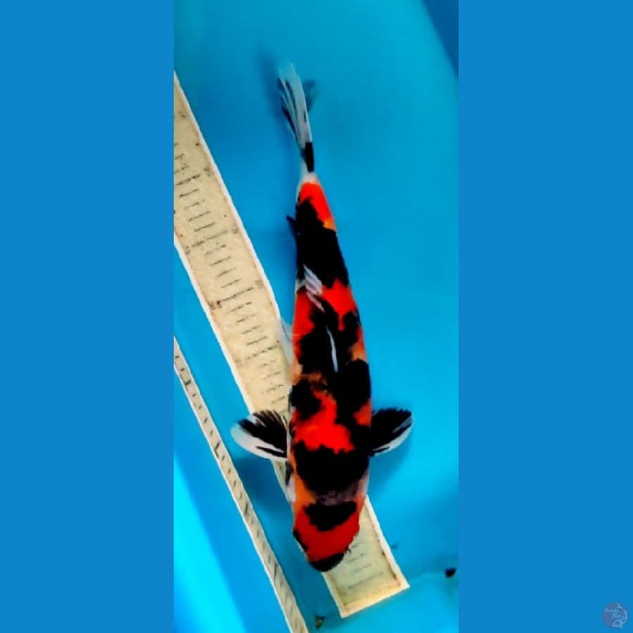 35cm male# HISHOWA STRONG