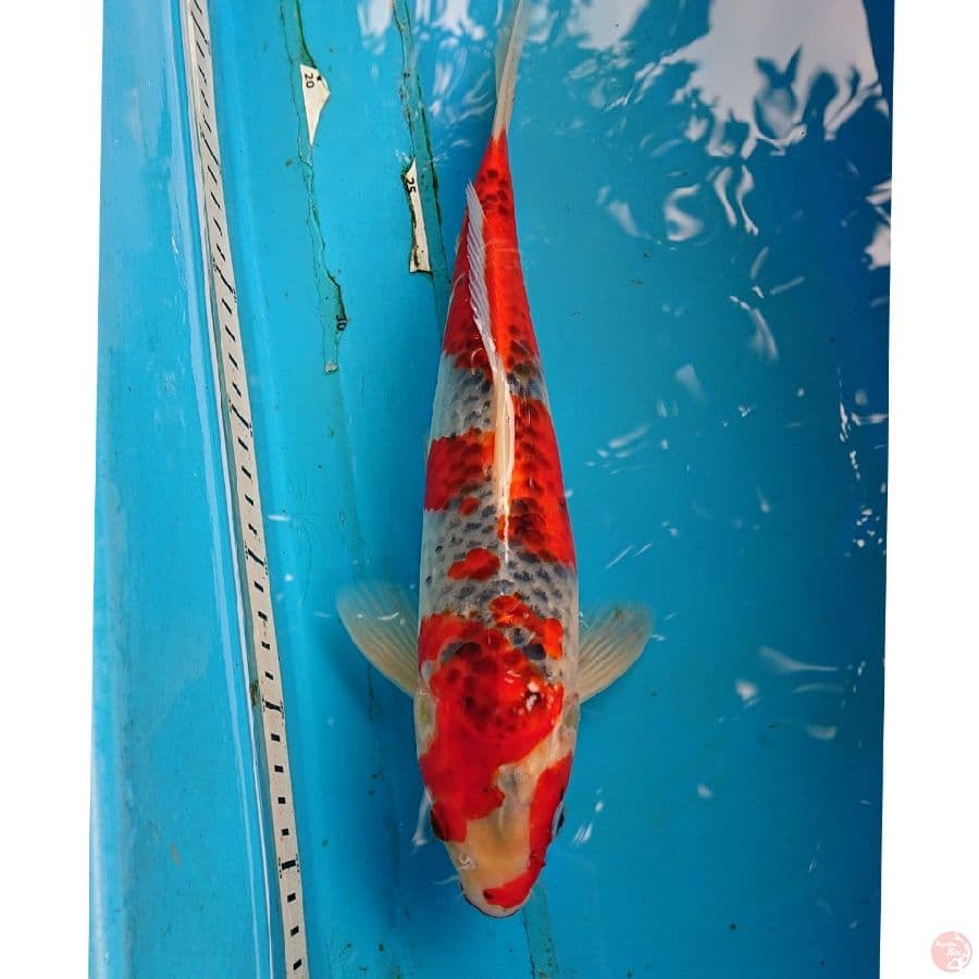 GHOSIKI 33 CM