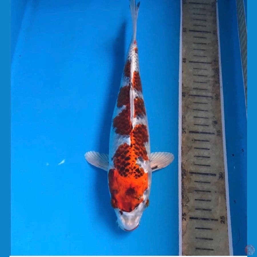 beni gingga 29cm