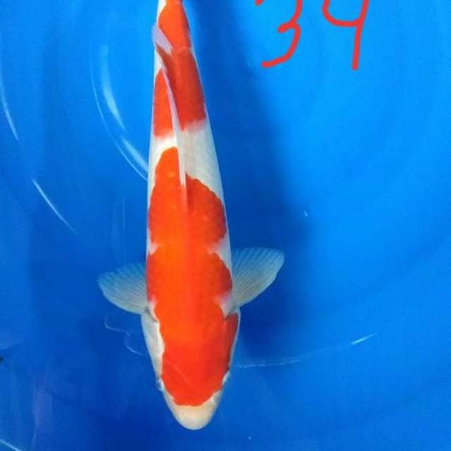 Red strong kohaku male 34 cm