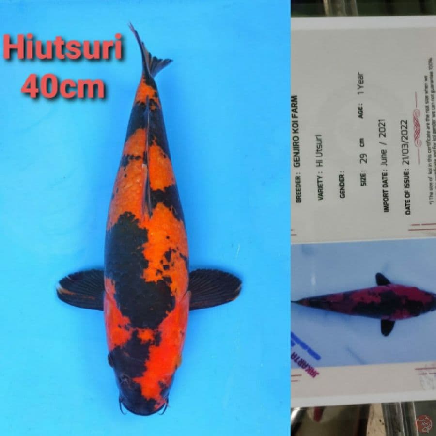 GENJIRO HIUTSURI 40CM SERTI