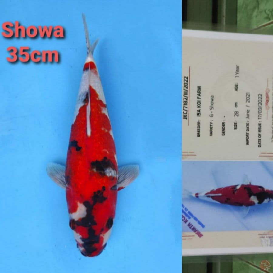 ISA SHOWA 35CM SERTI