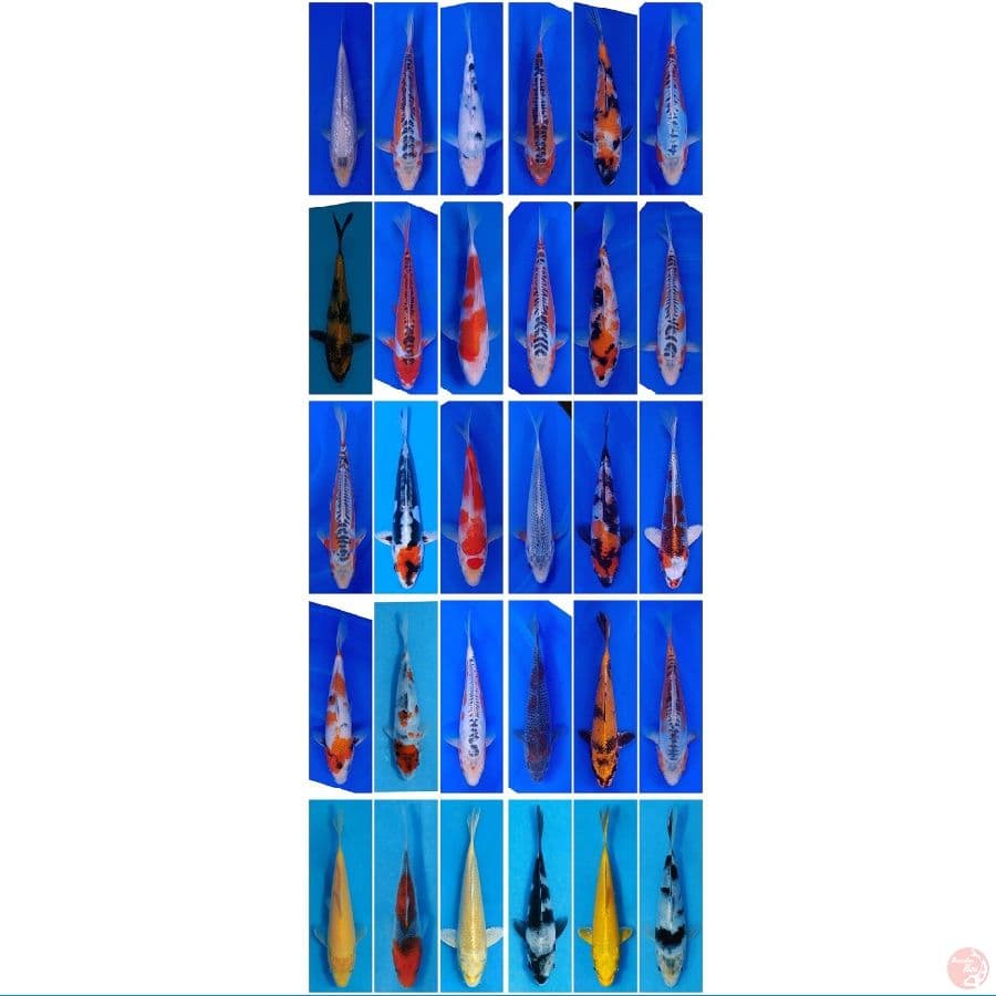 Koi Import Jepang (Sertifikat Breeder, Mix Farm Jepang) Paket 30 Ekor Size 15-40BU