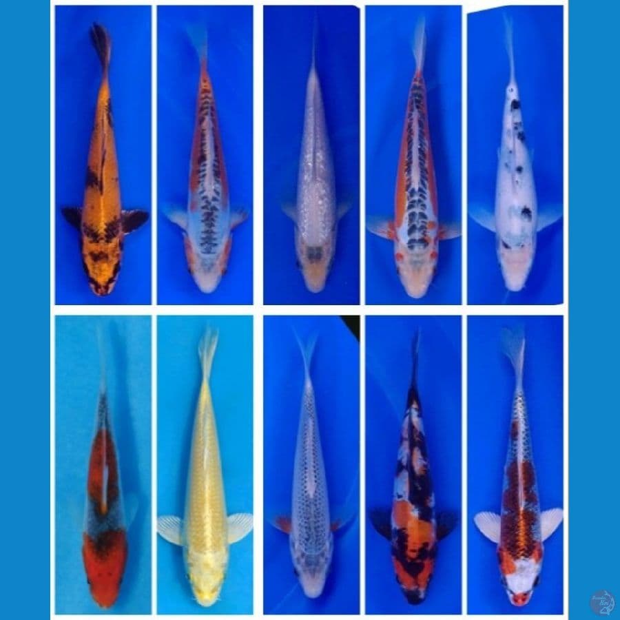 Koi Import Jepang (Sertifikat Breeder, Mix Farm Jepang) Paket 30 Ekor Size 15-40BU