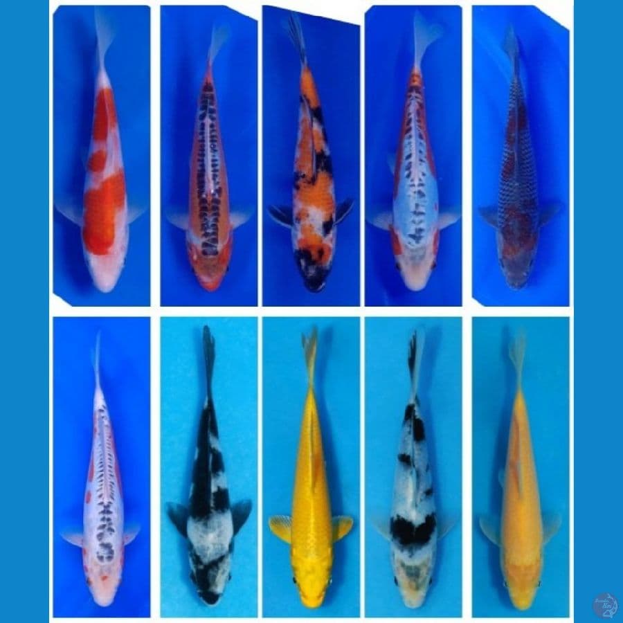 Koi Import Jepang (Sertifikat Breeder, Mix Farm Jepang) Paket 30 Ekor Size 15-40BU