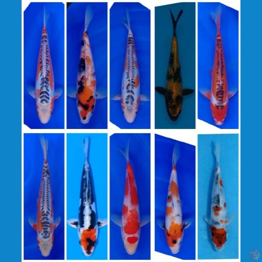 Koi Import Jepang (Sertifikat Breeder, Mix Farm Jepang) Paket 30 Ekor Size 15-40BU