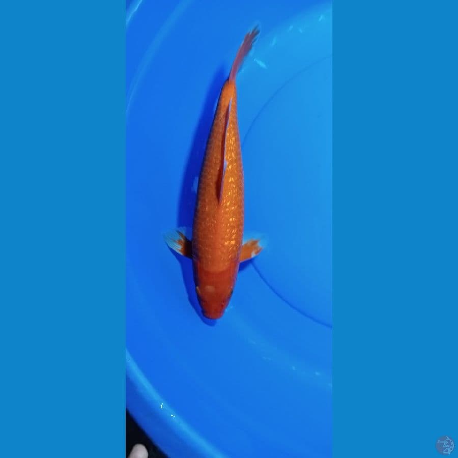 BENIGOI GINDRIN 42 CM MALE