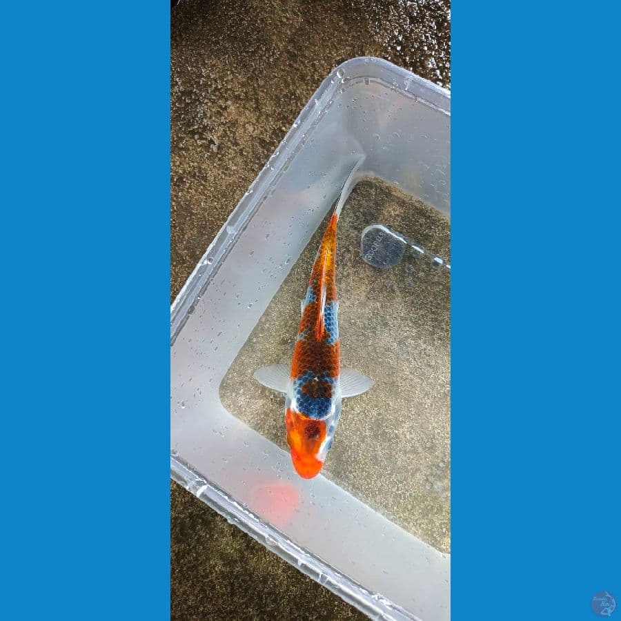 gosiki 17 cm minion
