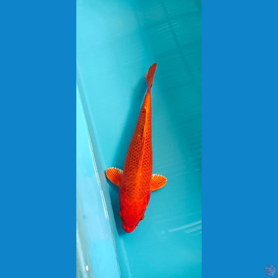 AKAMATSUBA 40 CM