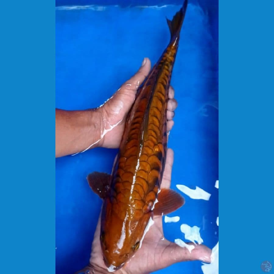 Cagoi Tembaga Aragoke ring joss