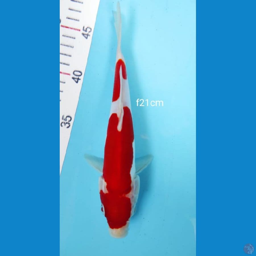 female murni