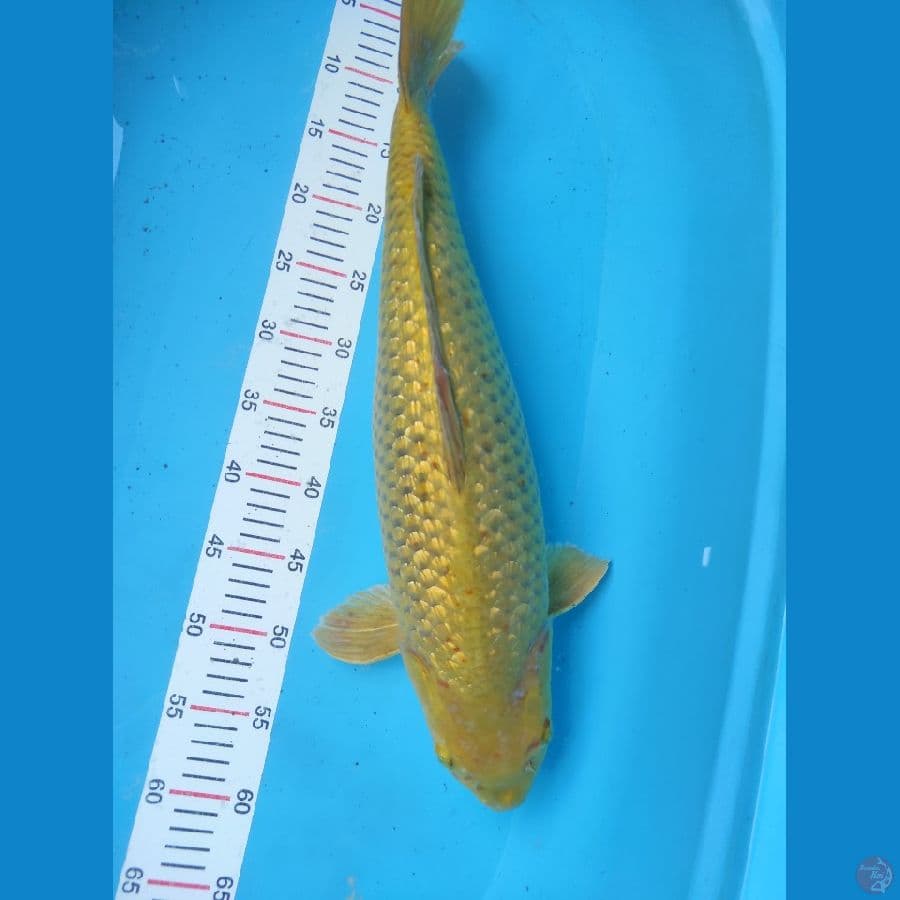 55cm female gindrin