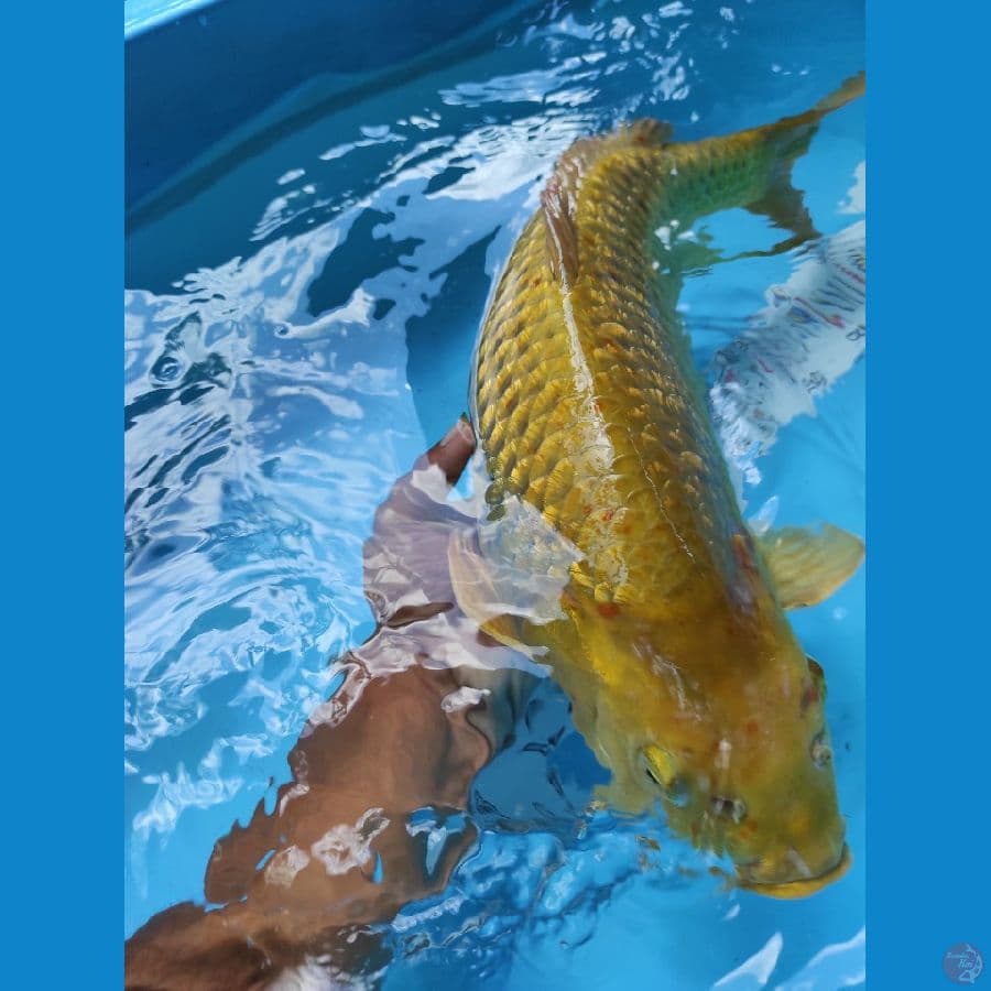 55cm female gindrin