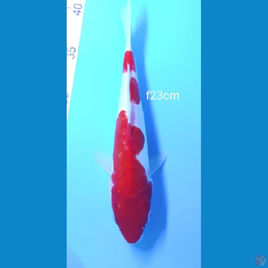 kohaku ori