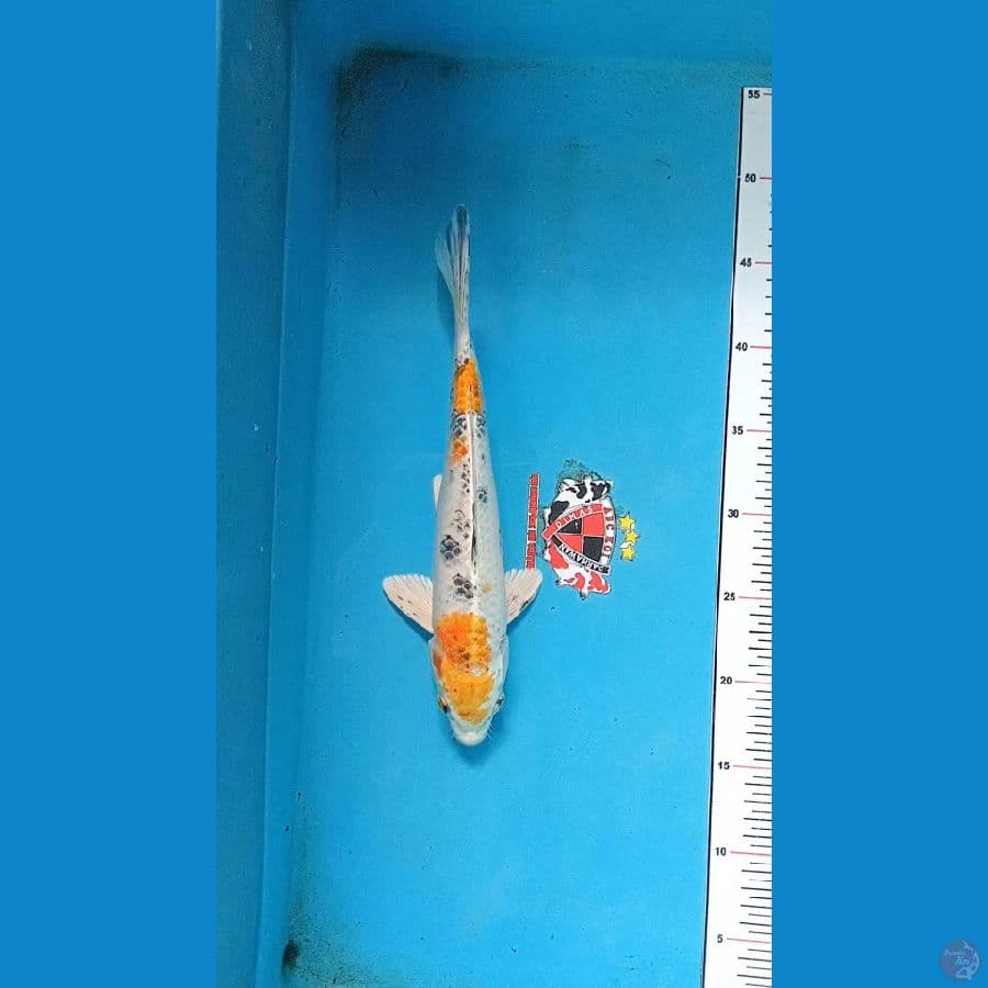 Yamato Nishiki 28 cm
