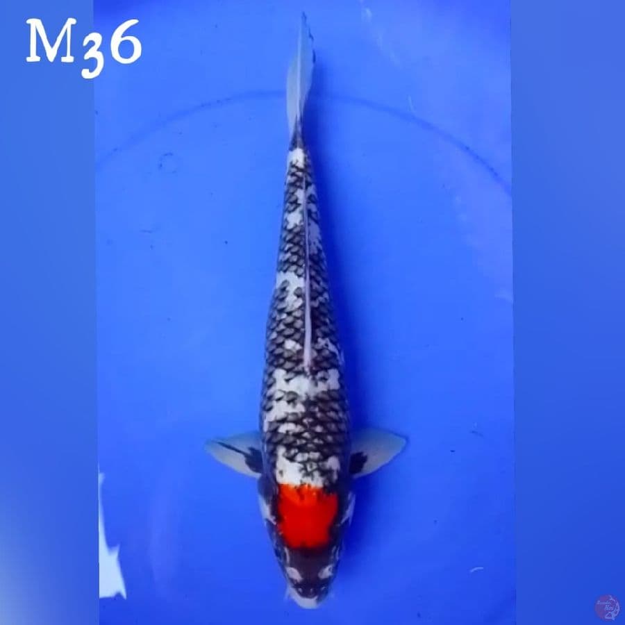 TC BENIMATSUKAWABAKE M36