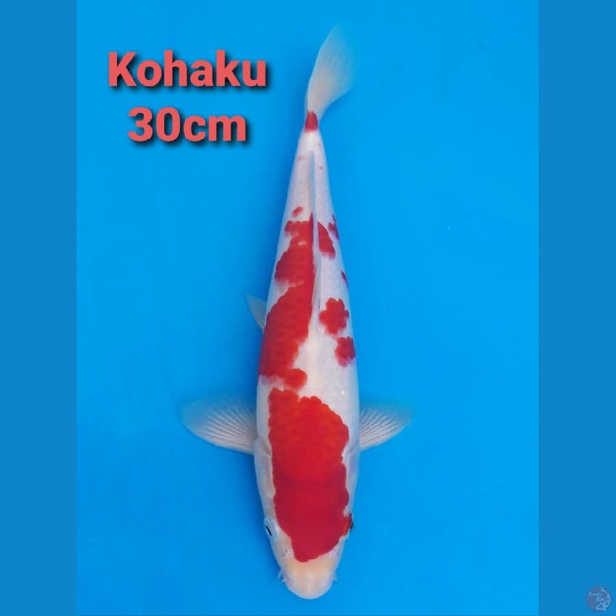 DEEP RED KOHAKU 30CM