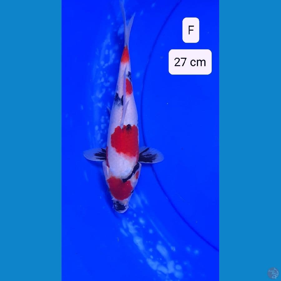 KINDAI SHOWA 27 CM