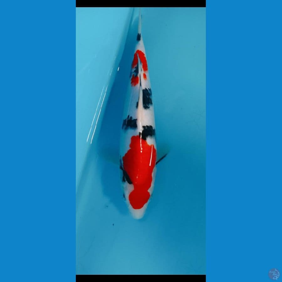 sanke 24 cm