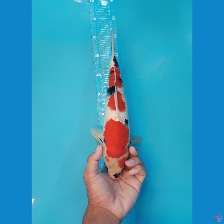 35cm Male kindai top