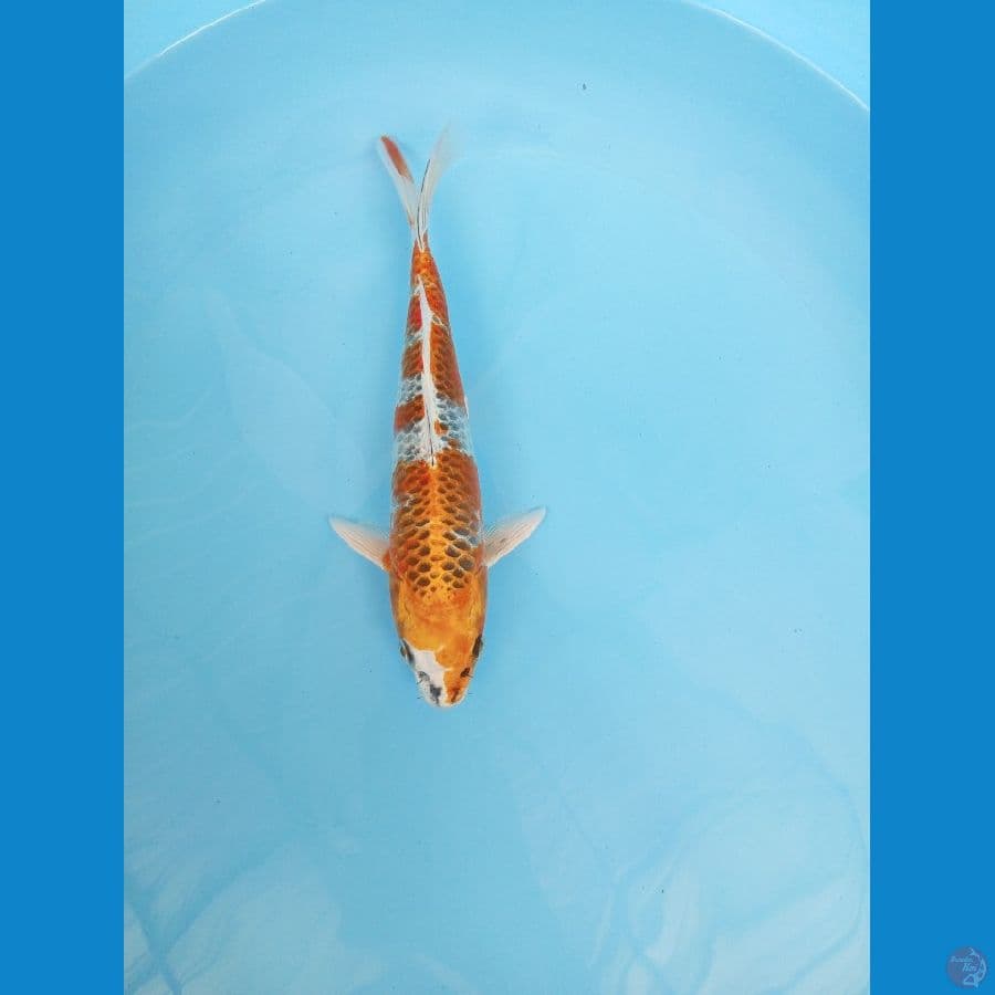 Kujaku 26cm