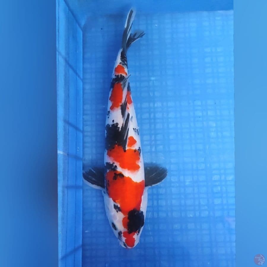 SHOWA SQ 43CM