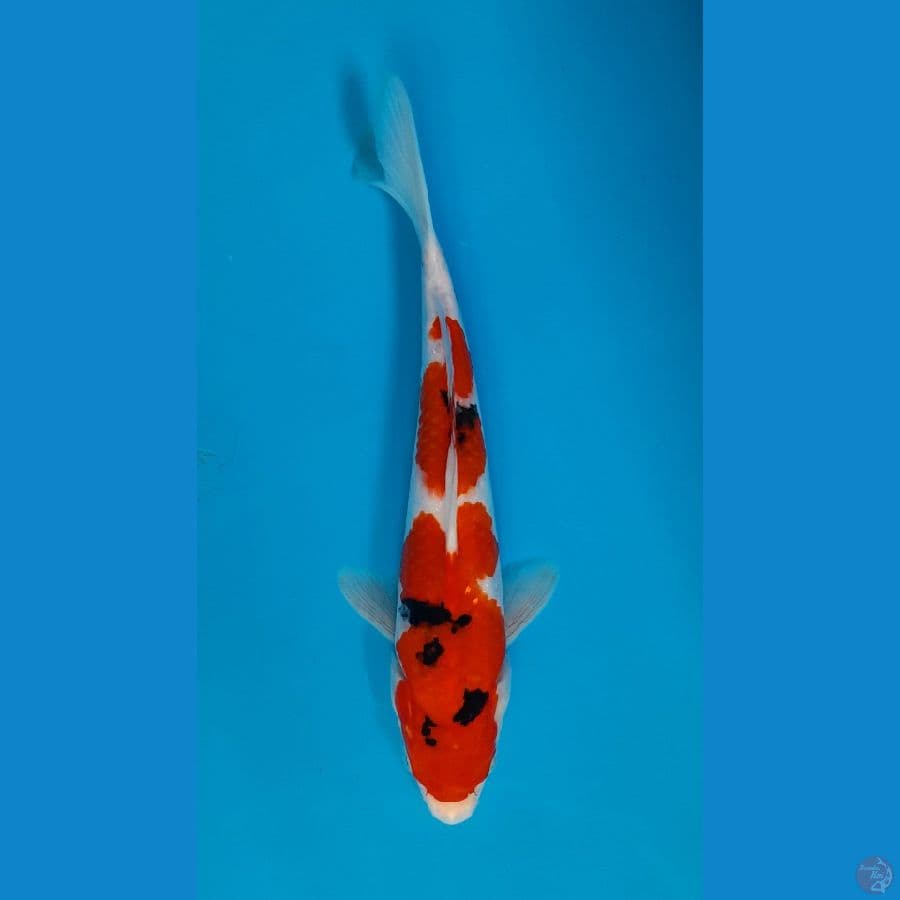 showa 27cm