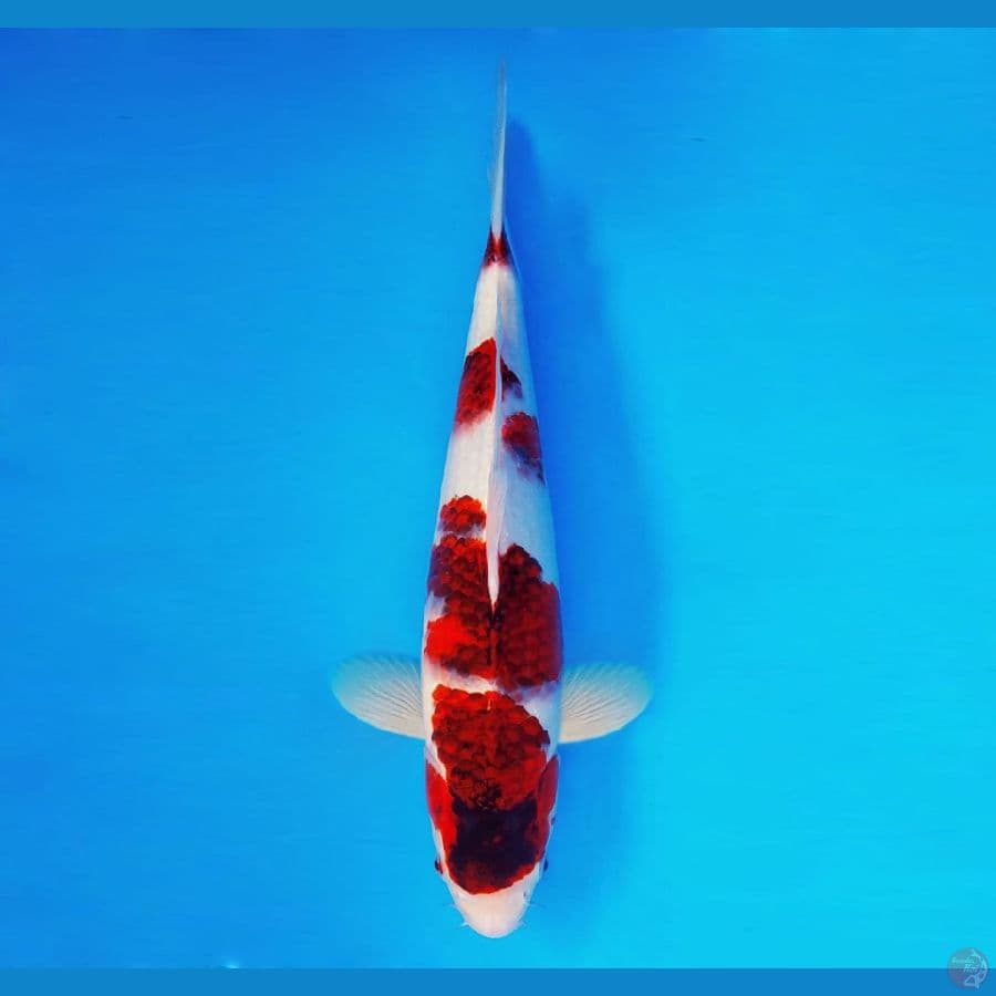 ARISAKA 3 - Ai Goromo 36 cm/fm ®