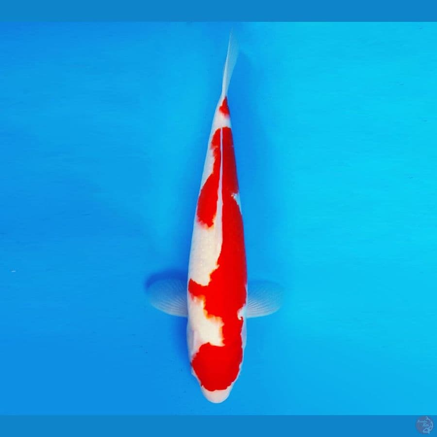 ARISAKA 8 - Kohaku 36 cm/fm ®