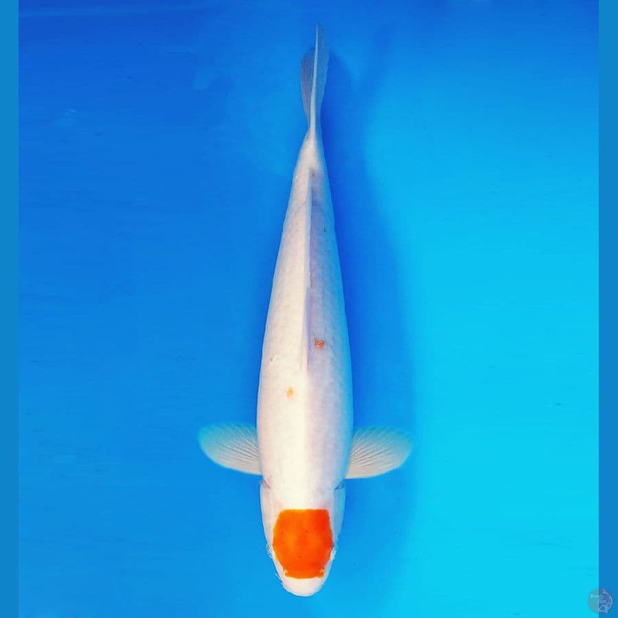 ARISAKA 10 - Tancho 50 cm/fm ®