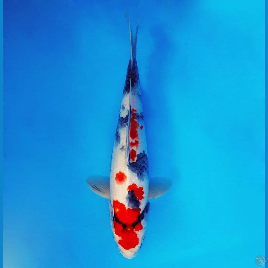ARISAKA 13 - Kindai Showa 32 cm/male ®