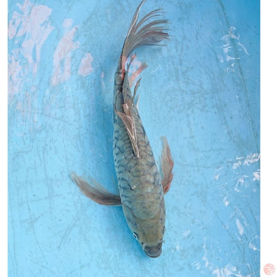 KUMPAY SORAGOI ARAGOKE 38 CM