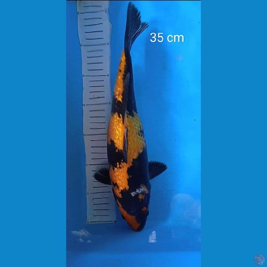 utshuri hitam pekat : 35 cm
