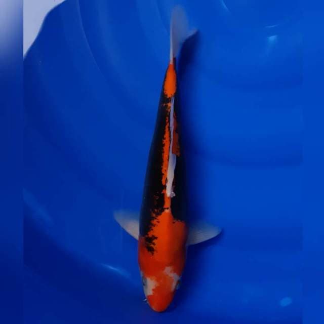 BENI KUMONRYU MALE 02