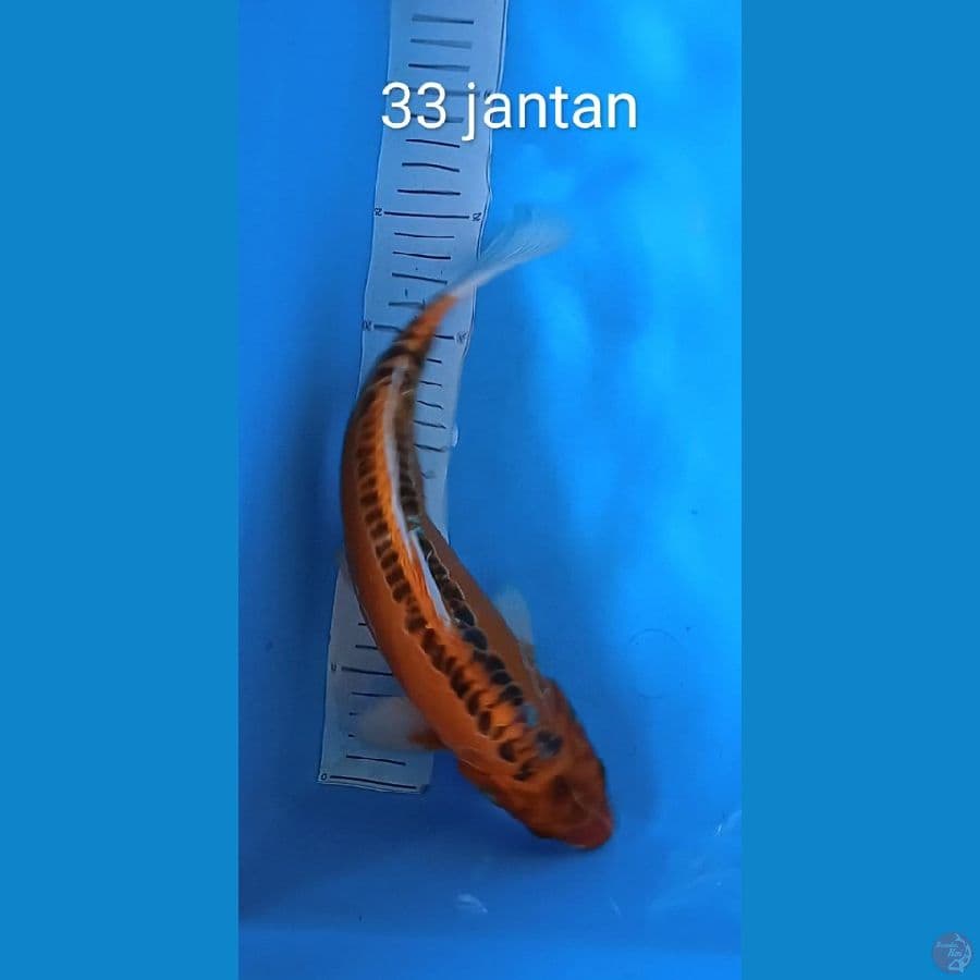 kikusui : 33 cm jantan