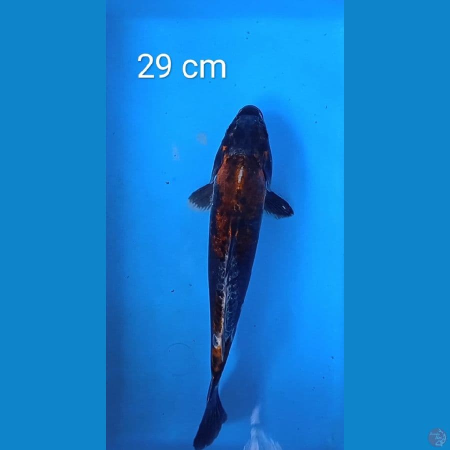 uchiba doitshu: 29 cm