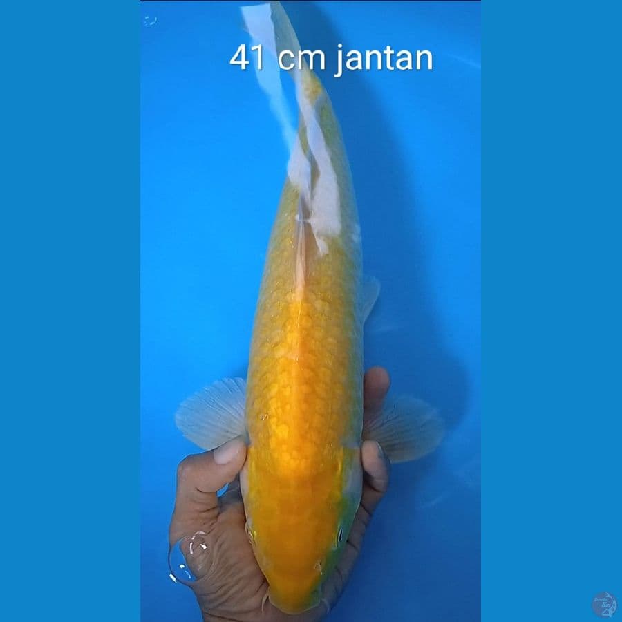 karashi mata merah : 41 cm jantan