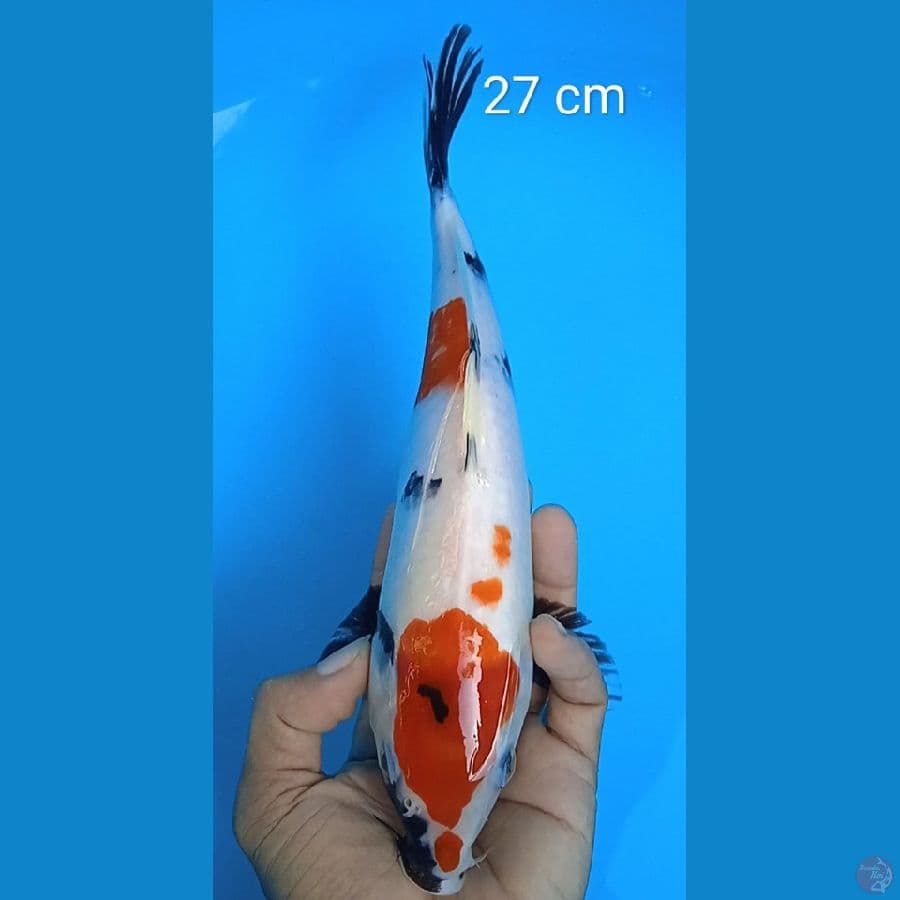 showa kyndai : 27 cm