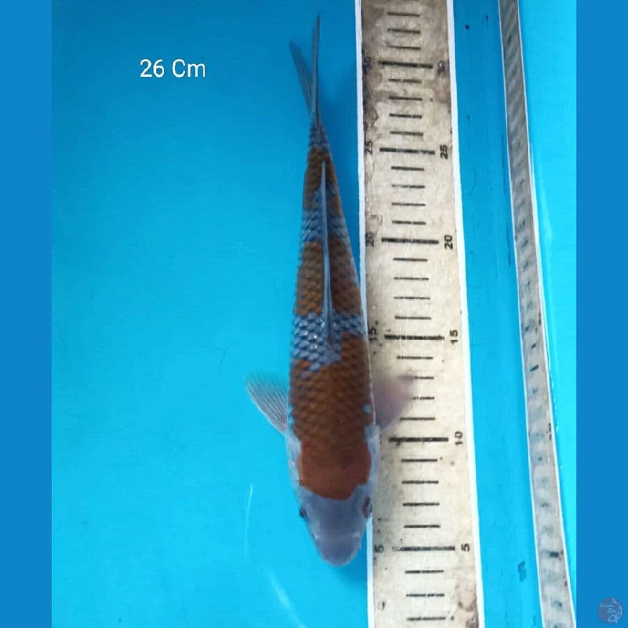Ochiba 26 Cm