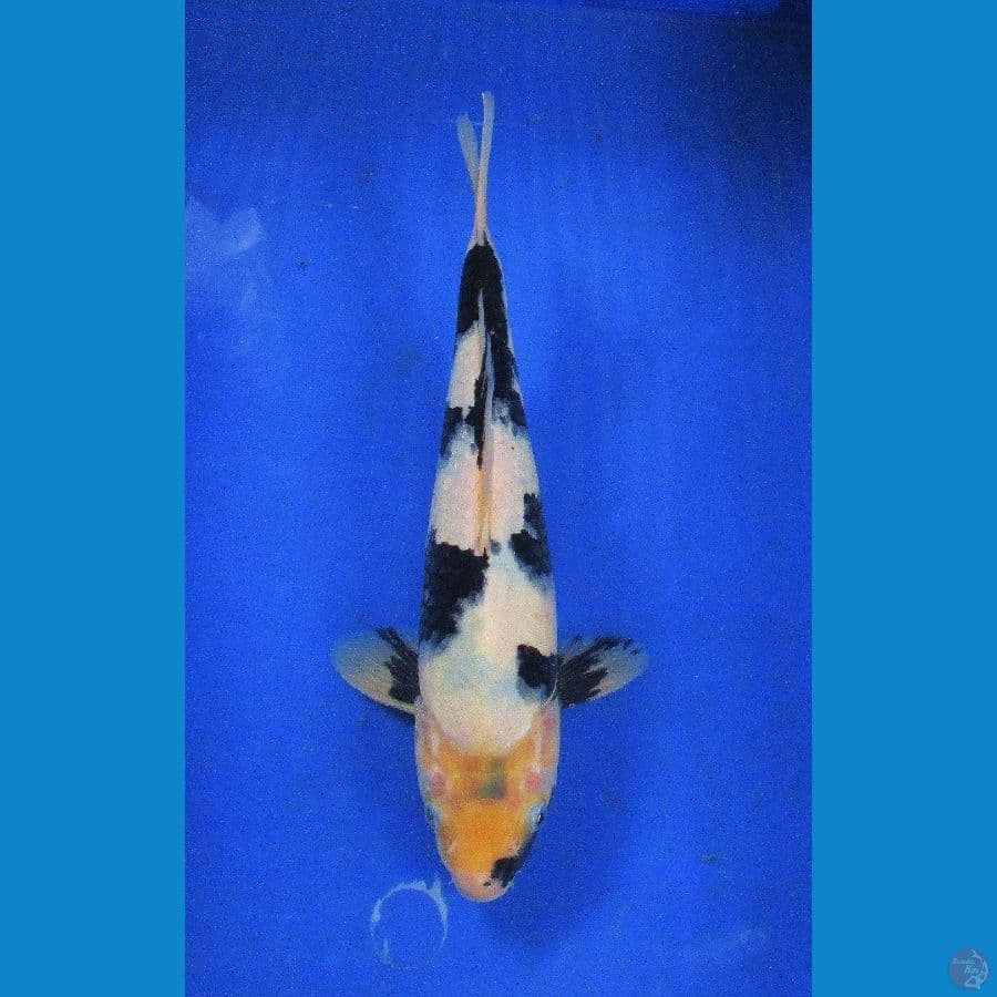 shiro ±30cm hq