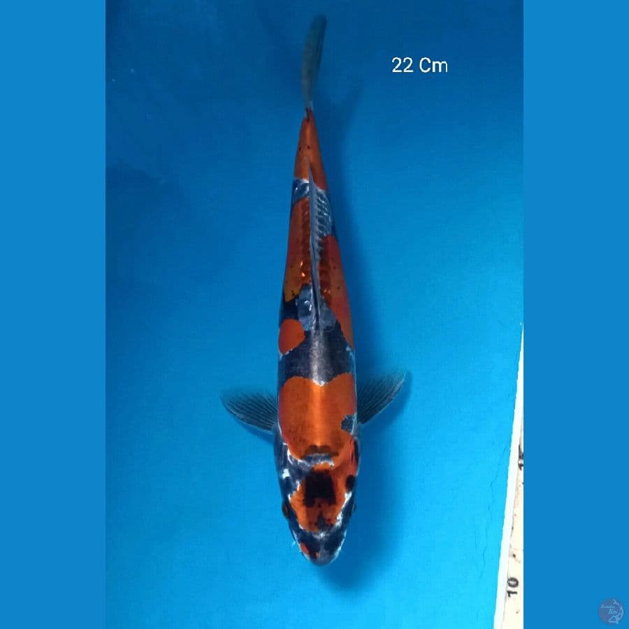 Kikokuryu 22 Cm