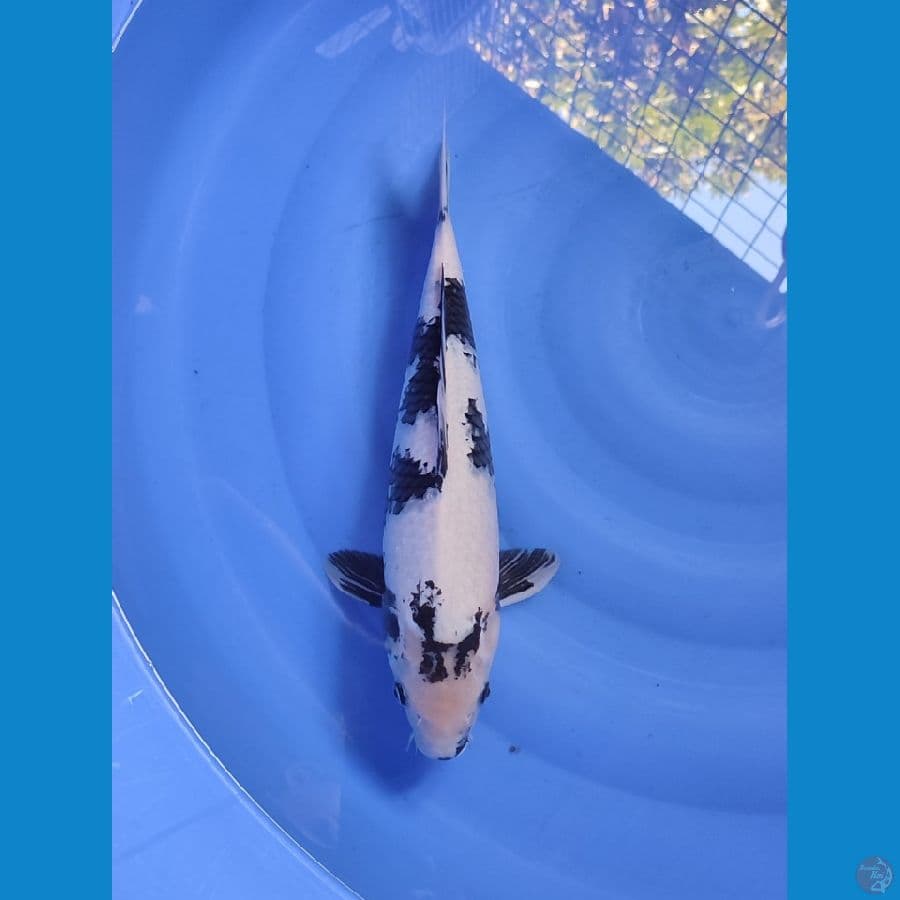 SHIRO 43CM