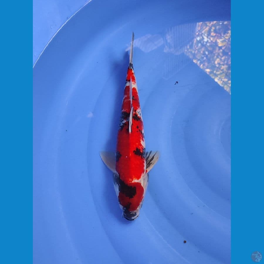 SHOWA 40CM