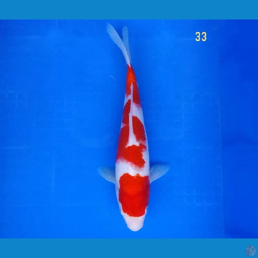 kohaku strong