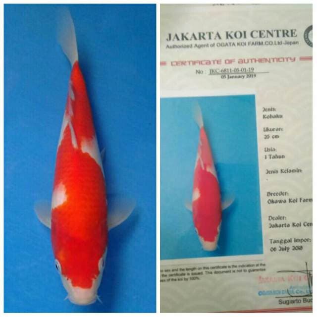 Okawa Inazuma Kohaku