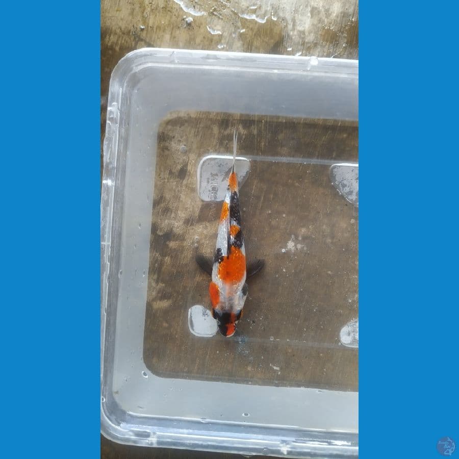 showa ghindrin bahan keeping 12cm