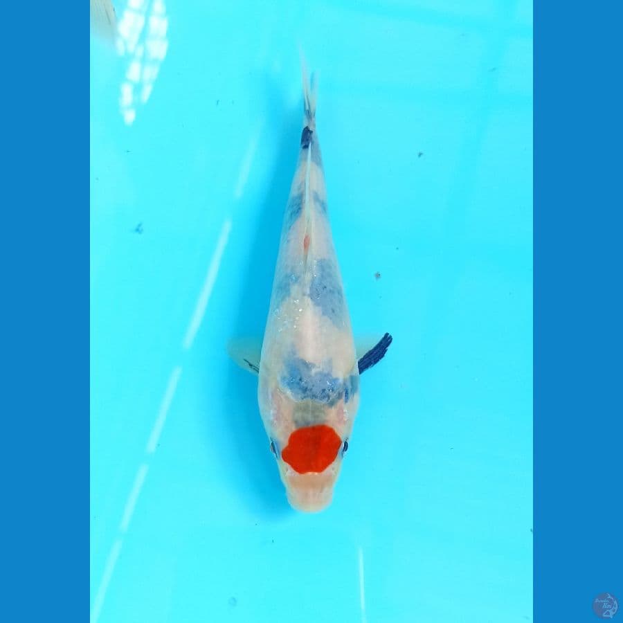 Tancho showa 16cm